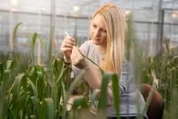 Dr Nikki Walters analysing glasshouse crop trials