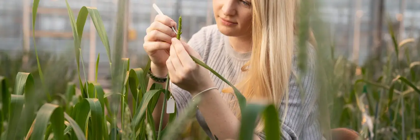 Dr Nikki Walters analysing glasshouse crop trials