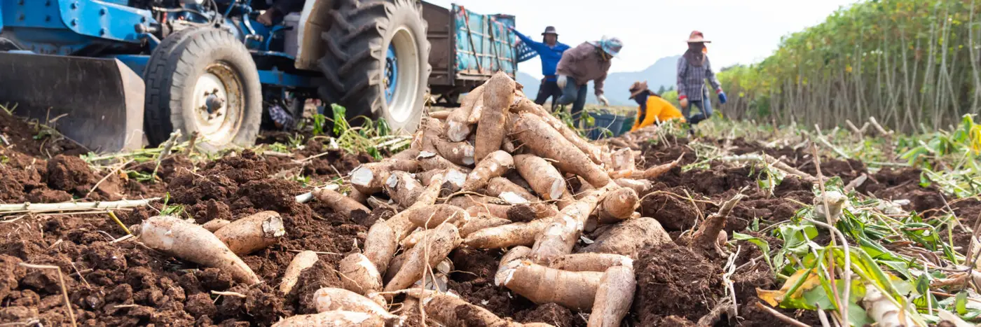 Cassava being harvested