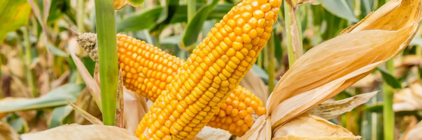 Maize cobs on plant