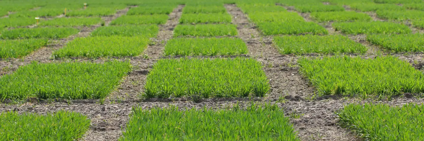 Crop trials